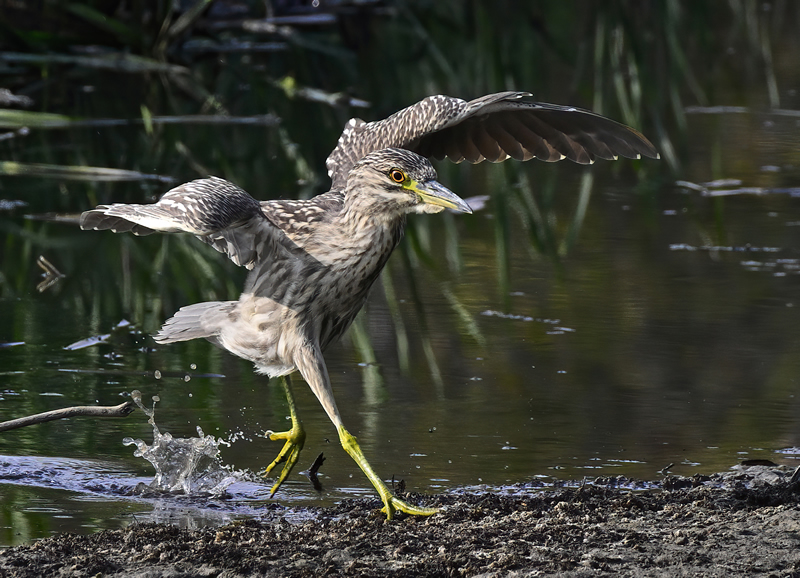 Night Heron by Pat Stone